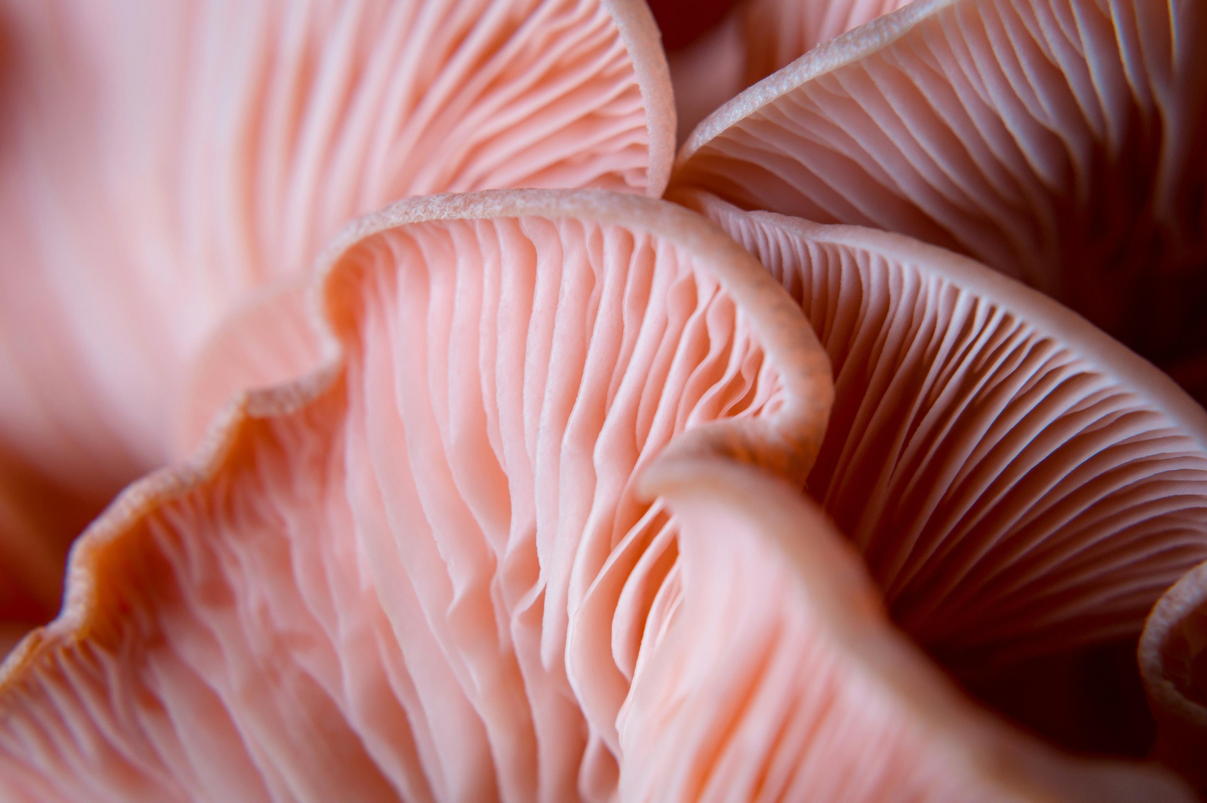 Mycology Consumables image